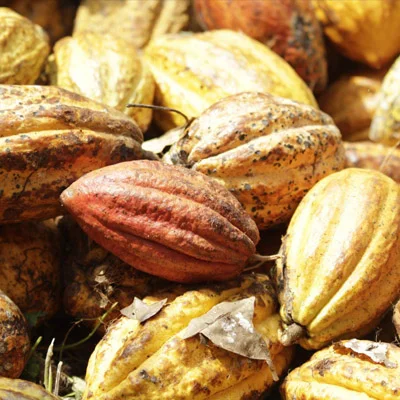 Cinnamon Bark Extract used in Gluconara