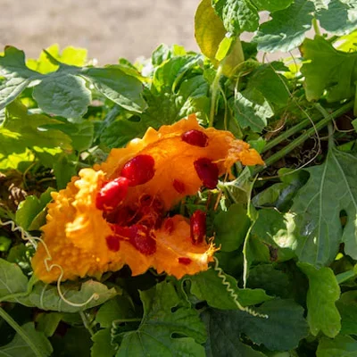 Bitter Melon Extract botanical ingredient