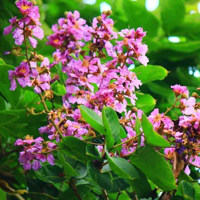 Vanadium trace mineral in Gluconara